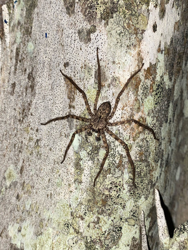 Wandkrabbenspinne — Bild 5