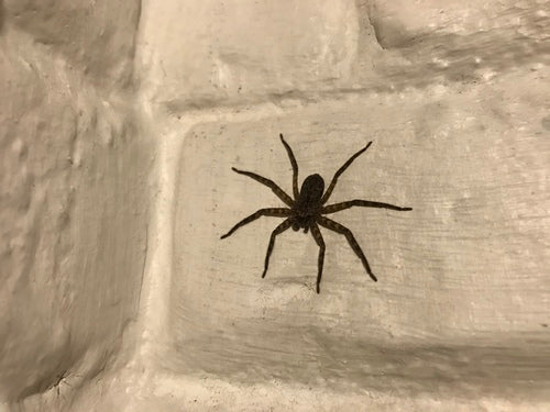 Wandkrabbenspinne — Bild 4