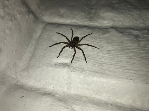 Wandkrabbenspinne — Bild 2