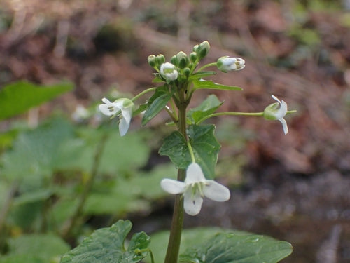Wasabi — Bild 4