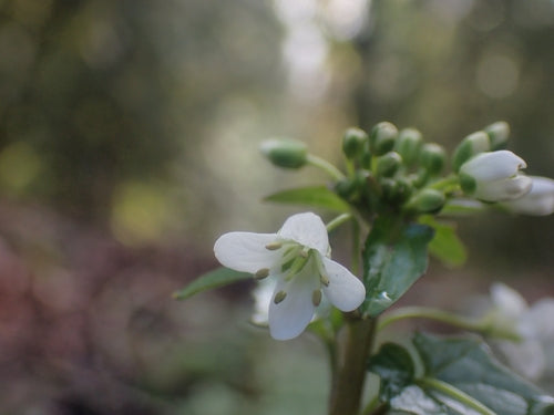 Wasabi — Bild 3