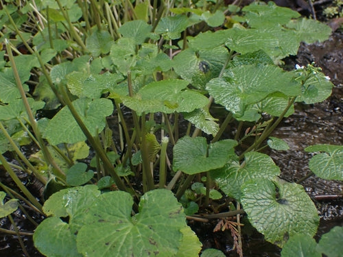 Wasabi — Bild 2