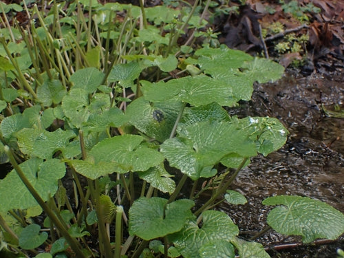 Wasabi — Bild 1