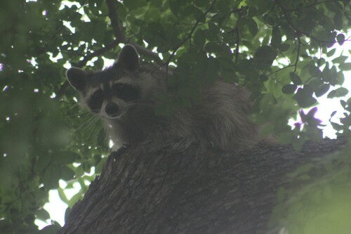 Waschbär — Bild 2