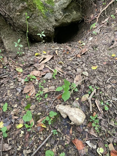 Waschbär — Bild 4 von 53