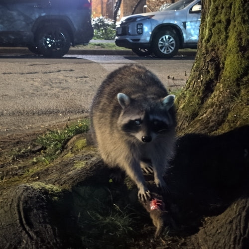 Waschbär — Bild 4