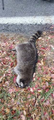 Waschbär — Bild 5