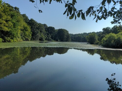 Wassernuss — Bild 1