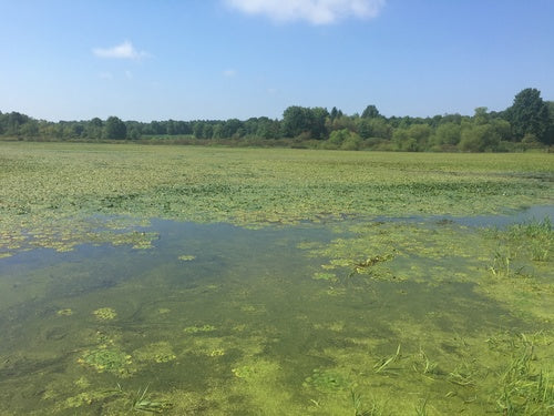 Wassernuss — Bild 5