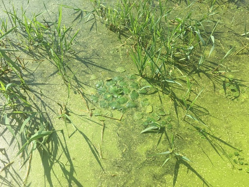 Wassernuss — Bild 4