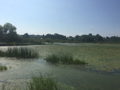 Wassernuss — Bild 2