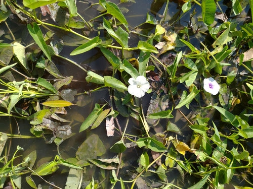 Wasserspinat — Bild 2