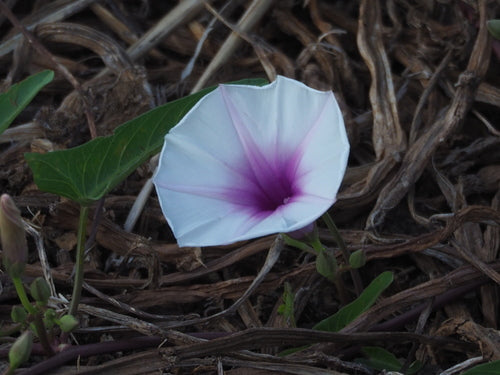 Wasserspinat — Bild 5