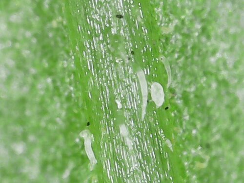 Weichhautmilben — Bild 5
