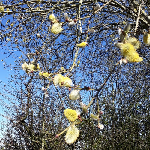 Weide — Bild 5