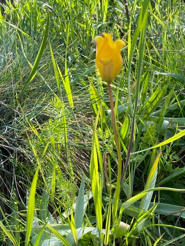 Weinberg-Tulpe — Bild 3