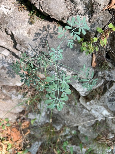 Weinraute — Bild 5