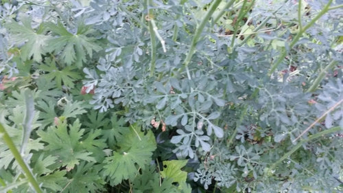 Weinraute — Bild 2