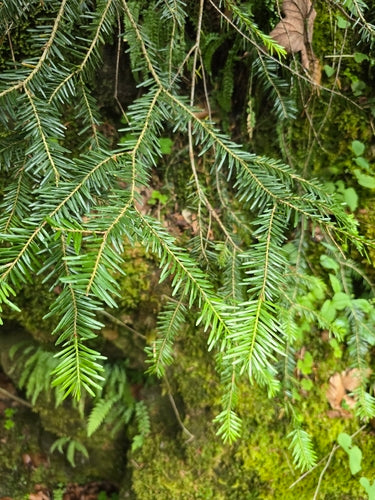 Weiß-Tanne — Bild 1 von 8
