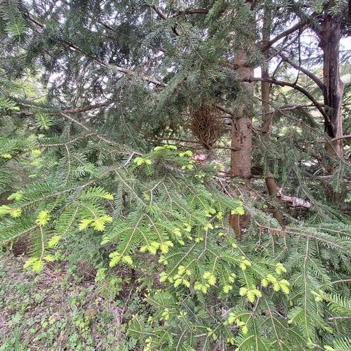 Weiß-Tanne — Bild 3 von 8