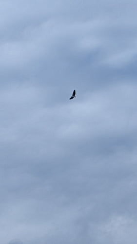 Weißbauch-Seeadler — Bild 3 von 8