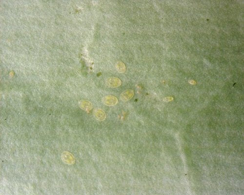 Weiße Fliegen — Bild 5
