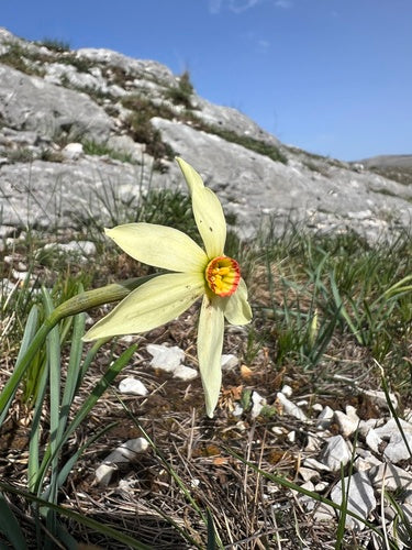 Weiße Narzisse — Bild 5