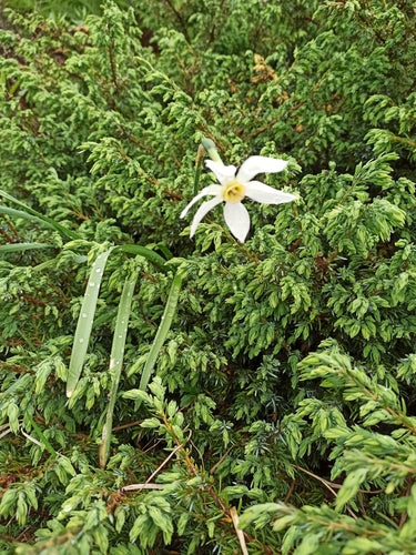 Weiße Narzisse — Bild 2