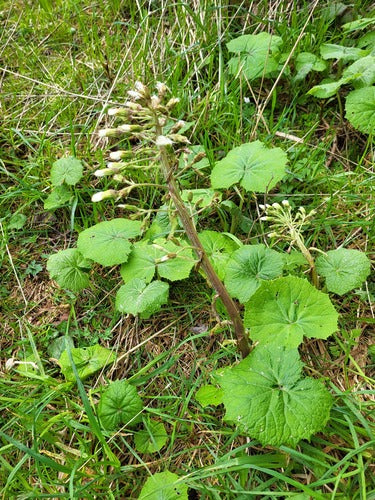 Weiße Pestwurz — Bild 5