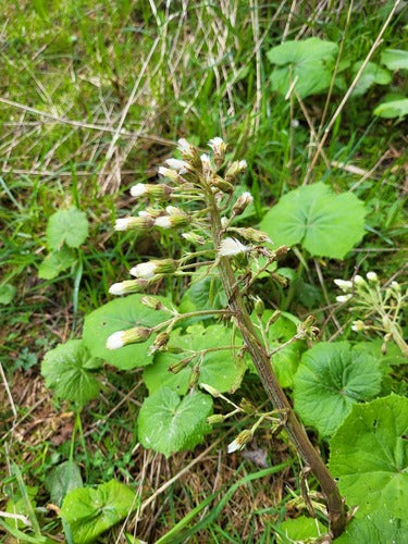 Weiße Pestwurz — Bild 4