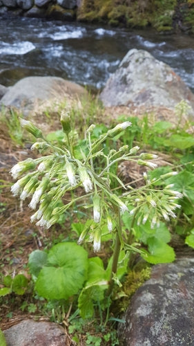 Weiße Pestwurz — Bild 3