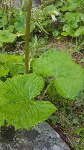 Weiße Pestwurz — Bild 2