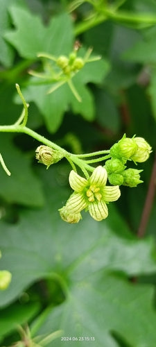 Weiße Zaunrübe — Bild 3