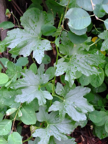 Weiße Zaunrübe — Bild 5