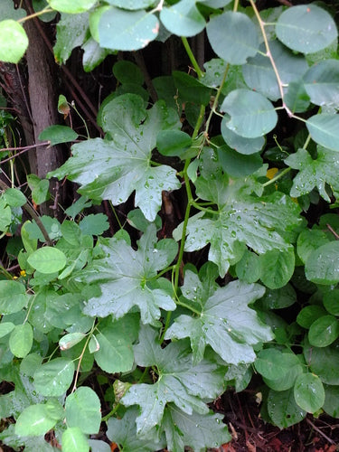 Weiße Zaunrübe — Bild 4