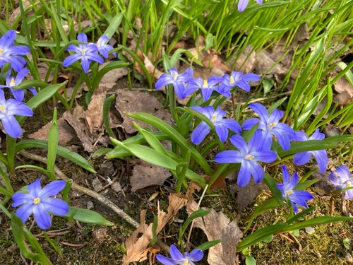 Weißer Schneestolz — Bild 5