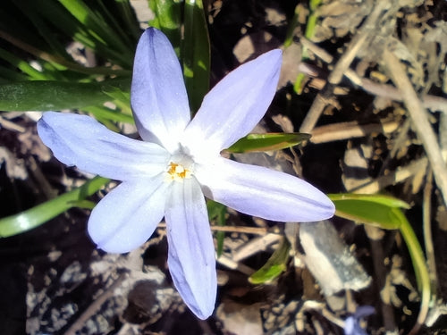 Weißer Schneestolz — Bild 1