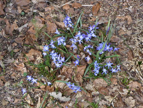Weißer Schneestolz — Bild 4
