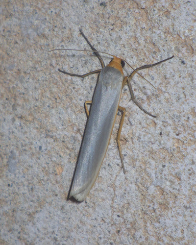 Weißgraues Flechtenbärchen — Bild 4