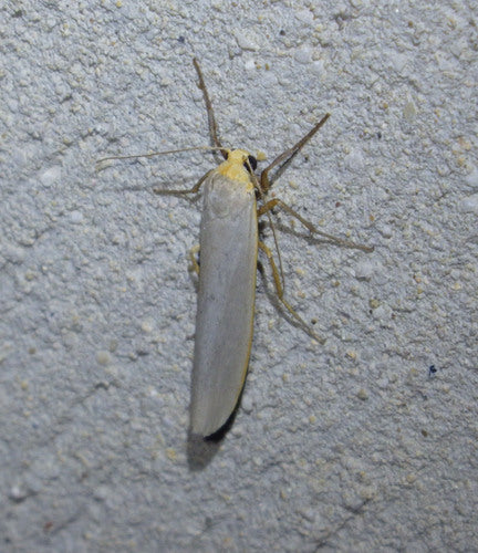 Weißgraues Flechtenbärchen — Bild 5