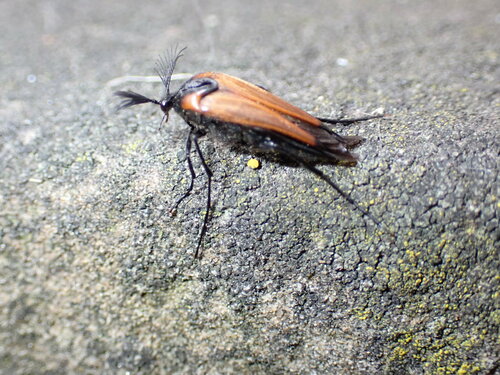 Wespenfächerkäfer — Bild 3
