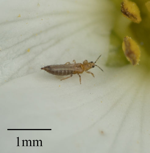 Western Flower Thrips — Bild 4
