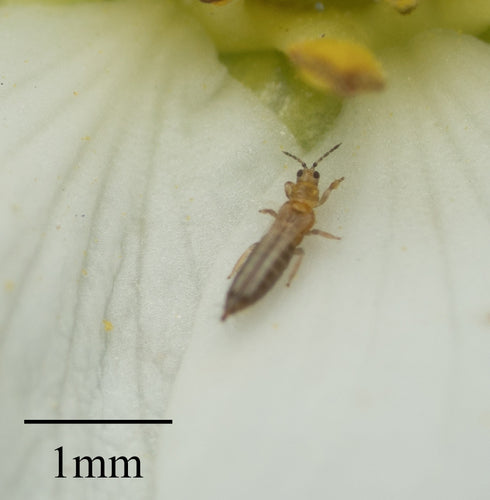 Western Flower Thrips — Bild 3