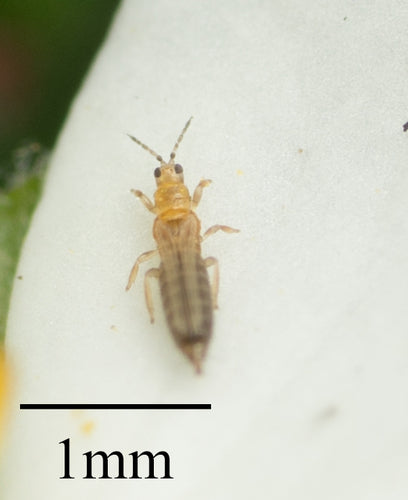 Western Flower Thrips — Bild 5
