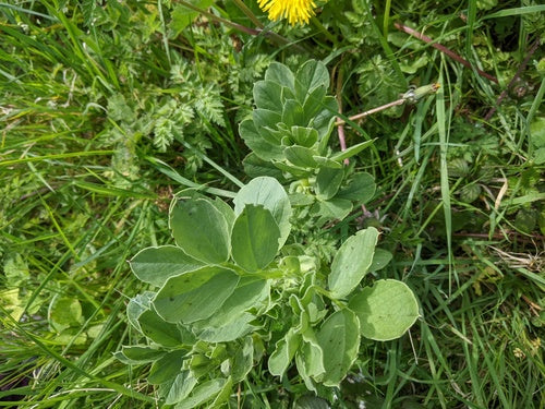 Wicken — Bild 5