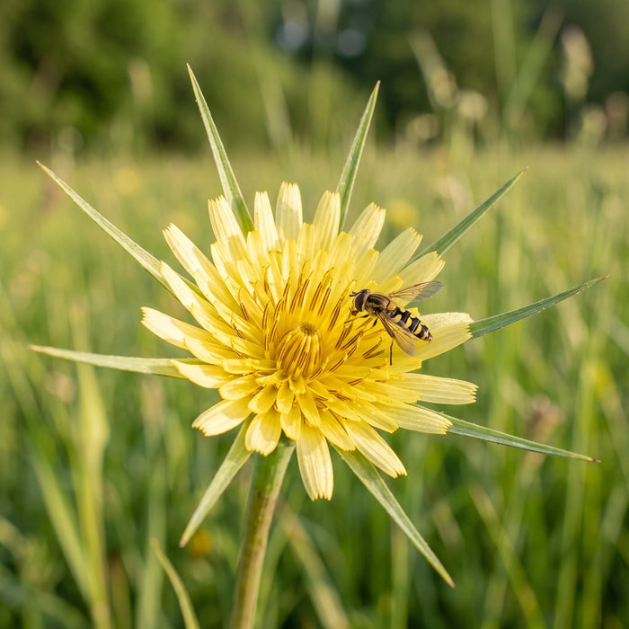 Blüte von Wiesen-Bocksbart (Tragopogon pratensis) in Nahaufnahme (KI-generiert)