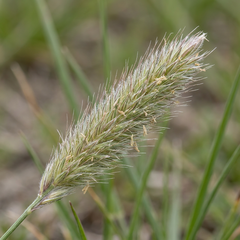 Wiesen-Fuchsschwanz