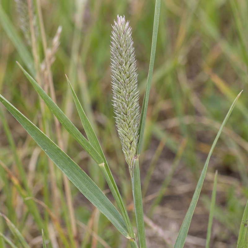 Wiesen-Lieschgras