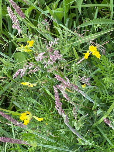 Wiesen-Platterbse — Bild 5 von 12