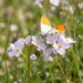 Blüte von Wiesen-Schaumkraut (Cardamine pratensis) in Nahaufnahme (KI-generiert)